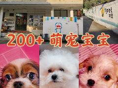 -翊宠yipet猫狗购宠庄园犬舍•猫舍