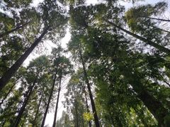 -黄海国家森林公园