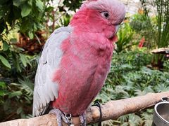 -南宫五洲植物乐园