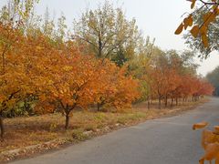 -永定河休闲森林公园