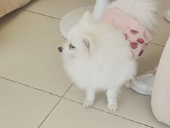 -怪兽屋·羊驼·猫咖·狗咖(俊华广场店)