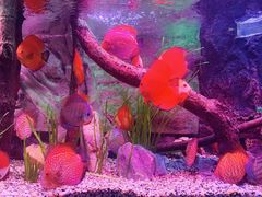 -上海海洋水族馆