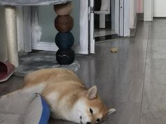 -北京观赏动物医院·24小时大型综合·猫专科·异宠专科