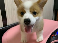 -安安宠医宠物医院·异宠·犬猫内科(岳阳分院)