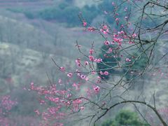 -新建村梅花