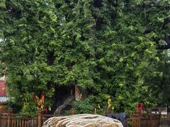 -大槐树寻根祭祖园