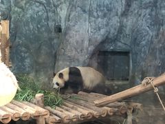 -深圳野生动物园