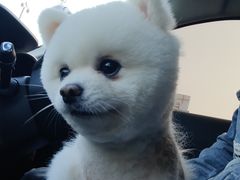 -宠物家(角门东店)