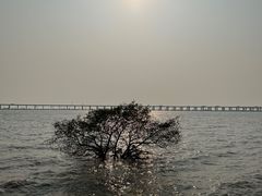 -宝安西湾红树林湿地公园