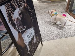 -momokira米努特·德文卷毛猫·棉花面纱犬