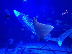 -烟台海昌鲸鲨海洋公园