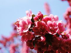 -海棠花溪(元大都城垣遗址公园)