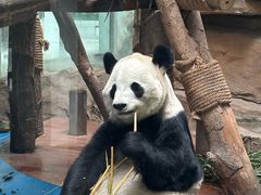 -成都动物园