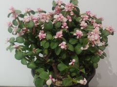 -甜心闲生传统手工冰粉(奎星楼店)