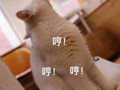 -是阿柴呀！柴犬咖啡·爱喵喵猫咖