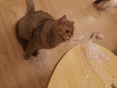 -有喵·猫咖·狗咖·30几只猫10只小狗(岗厦店)
