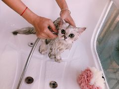 -十年猫舍·猫咪专门店(普陀店)