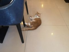 -名猫咖啡馆·撸猫·拼豆