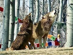 -北京野生动物园