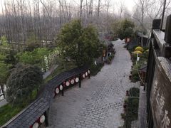 -合肥滨湖国家森林公园