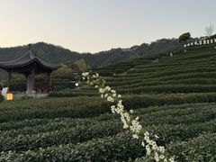 -阿巧茶庄