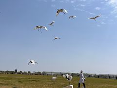 -盐城丹顶鹤湿地生态旅游区