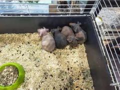 -酷以爬仙阁实体爬宠店·守宫·蜥蜴·专业繁育