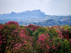 -贵州百里杜鹃风景名胜区