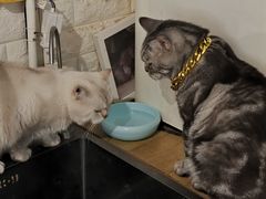 -平行世界·猫咖(首经贸店)