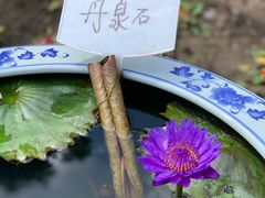 -上海滨江森林公园