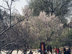-桃花堤公园