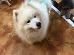 -more than meow吴止猫主题餐厅(承德 中船汇店)