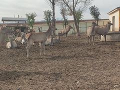 -大青山野生动物园