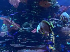 -迪拜帆船酒店海底餐厅