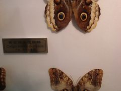 蝴蝶标本-上海昆虫博物馆