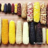 玉米减脂好帮手[点赞][点赞][点赞]