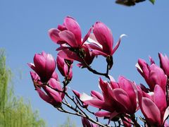 -白塘生态植物园