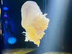 -欢乐海岸海洋奇梦馆
