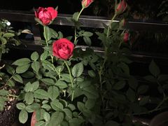 -龙大花卉苗木市场