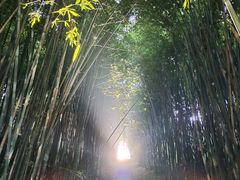 -潜山国家森林公园