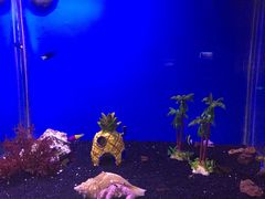 -芜湖新华联大白鲸海洋公园