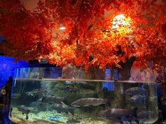 -成都浩海立方海洋公园