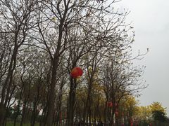 -天适樱花悠乐园
