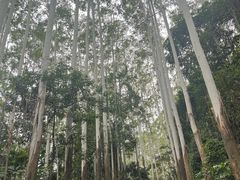 -黄埔油麻山森林公园