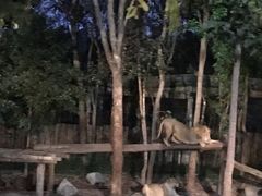 -清迈夜间动物园