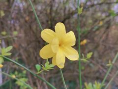 -桤木河湿地公园