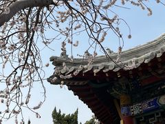 -桃花堤公园