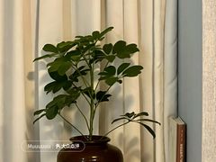 -修申骨雕小颜脊柱骨盆管理产后修复