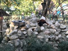 浣熊-西安秦岭野生动物园