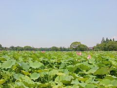 -梁鸿国家湿地公园